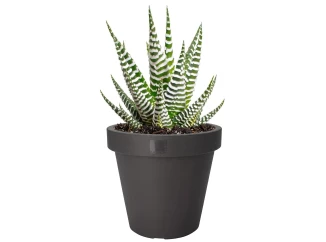 Květináč Kanten 40 cm, antracitový