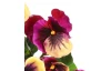 Umělá květina Maceška 30 cm, purpurová