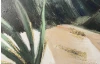 Ručně malovaný obraz Tropické listy, 120x40 cm