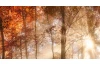 Panoramatický obraz na plátně Podzimní les, 140x60 cm
